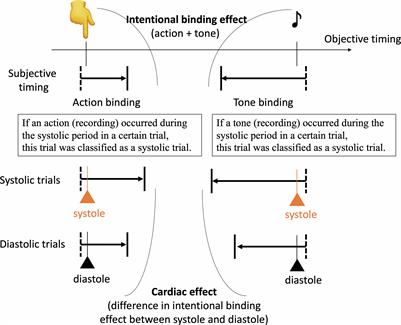 Altered sense of agency in schizophrenia: the aberrant effect of cardiac interoceptive signals